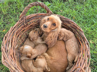 Cocker Spaniel