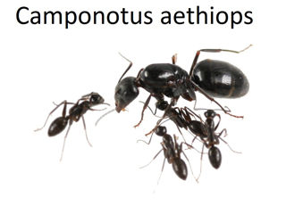Большой ассортимент видов муравьев,Формикарии для муравьев, декорации для формиков, корм для мурашей foto 6