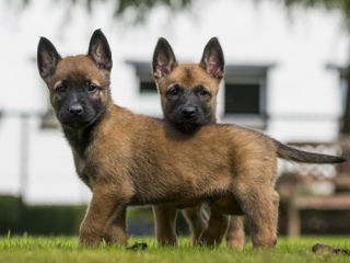 Cățeluși Ciobănesc belgian Malinois