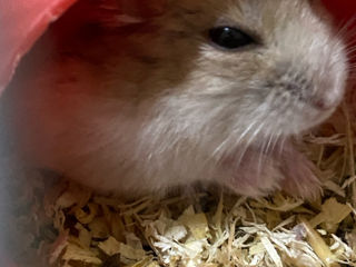 Hamster