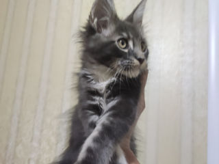 Main coon foto 3