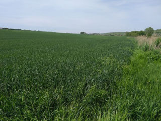 Teren Agricol 270 Ari - 15 Km De La Chisinau foto 3