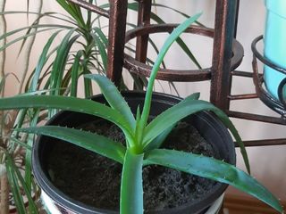 Aloe vera 3 ani 5 ani foto 3