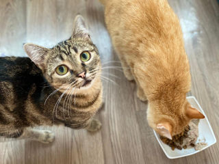 Передержка для кошек и кастрированных котов! foto 1