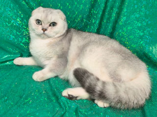 Scottish fold