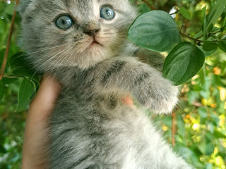 Scottish straight & Scottish fold foto 5