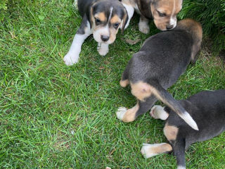 Beagle foto 8