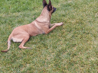 Malinois foto 9