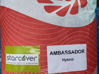Vând semințe de rapiță LG ambasador hybrid фото 1