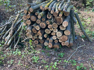 Vind lemn de foc specii tari stejar salcim în amestec foto 6