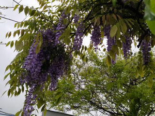 Глицинию Блю Мун. Wisteria – Вистерия. foto 9