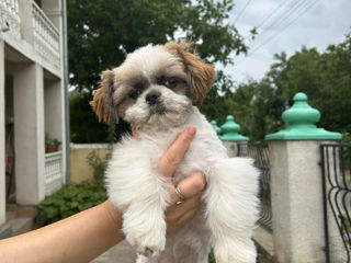 Shih-Tzu!