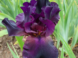 Iris Germanica.