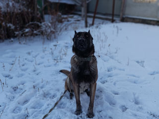 Ciobanesc belgian malinois la împerechere