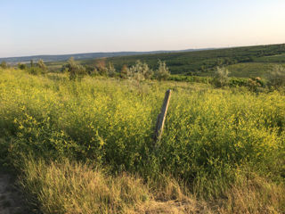 teren agricol 4.55 ha Peresecina planul nou foto 4