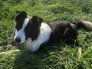 Border collie