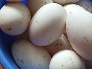Oua de gasca pentru incubat