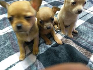 Чихуа хуа щенки девочка и мальчики 2 месяца рыжие 200 евро щенок foto 1