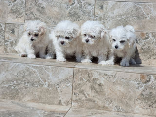 Cățelusi Bichon Maltese/ мальтийская болонка foto 5