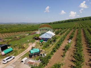 Complex Agro-Industrial Livadă de prune cu uscătorie și tehnică agricolă foto 5