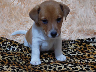 Vând căței jack russell terrier, născuți la 15 august. Or. Soroca foto 5