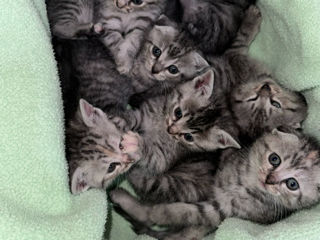 Pisoi de rasă – Scottish Fold & Scottish Straight – de vânzare Urgent ! foto 2
