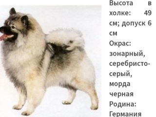 Вольфшпиц -Кеесхонд щенки  фото 7