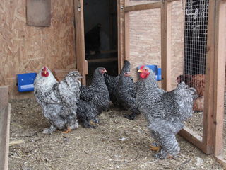брама,кокинхкин,орпинктон. ,куры,цыплята,яйца. foto 7