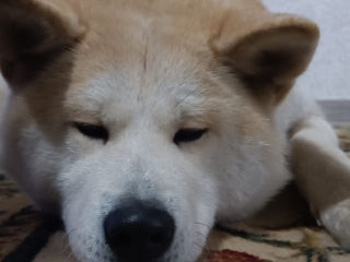 Akita inu foto 4