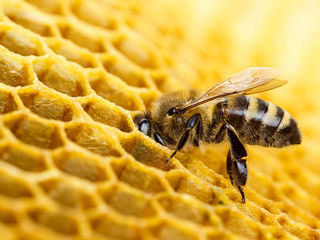 vindem 20 familii de albine.Floresti