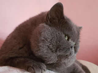 British Shorthair Blue Cat-Вязка с британцем foto 1