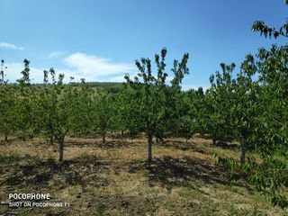 complex agroindustrial foto 8