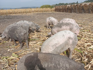 Avem spre vînzare porci mari și porci mici rasă de carne crescuți  natural foto 3