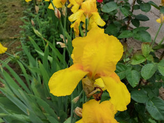 Iris Germanica. foto 10