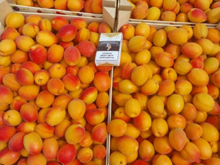 Fructe Legume pentru export foto 1