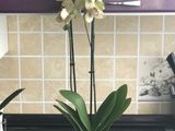 Орхидей гигант foto 5
