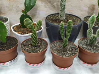 Cactus.Livrare. / Кактус. Доставка. foto 3