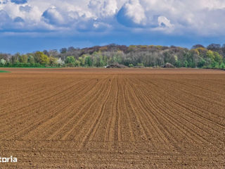 Teren,Terenuri, Pamint, agricol, agricole