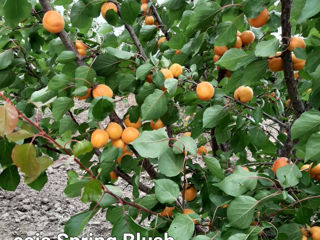 Pomi fructiferi Stenlei foto 2