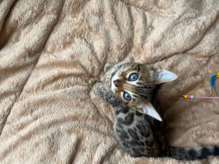 Bengal foto 3