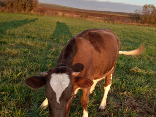 Bovine foto 3