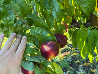 Cumpăr fructe foto 5