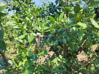 Prune proaspete foto 1