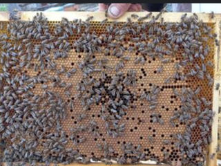 Продаю пчёлы не дорого 120 рамка пчёл