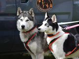 Кобель хаски для вязки siberian husky(закрыты четыре титула по FCI) foto 5