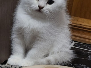 Scottish fold chinchilla!