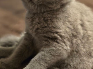 Vind pisici British Shorthair(Sunt disponibile  2 femele) foto 5