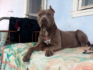 Pitbull Lilac (Изабелловый) foto 6