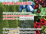 Plante decorative, Trandafiri!!!!!!!!!!!!!!! foto 9