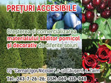 Plante decorative!!!!!!! foto 3